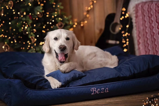 How to Choose the Perfect Dog Bed